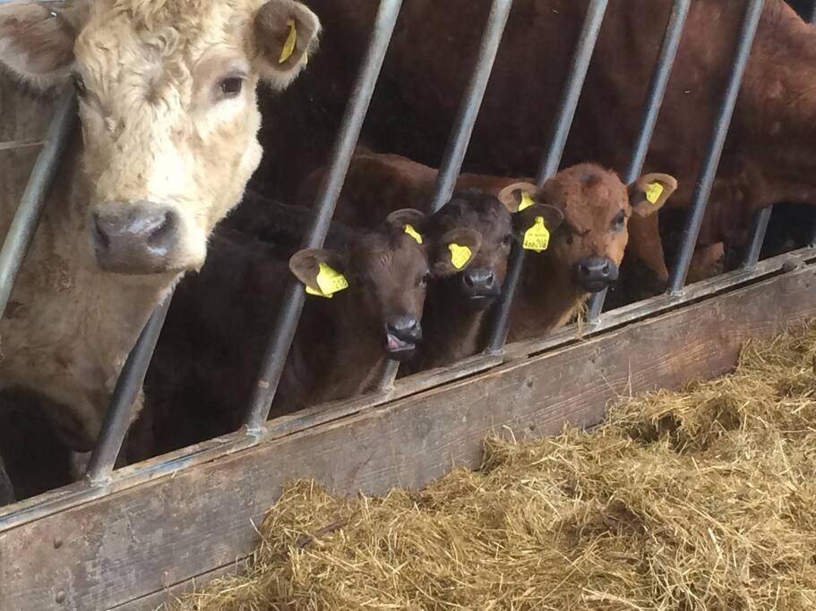 Farmer Bob'S Farmhouse Barnstaple Bagian luar foto
